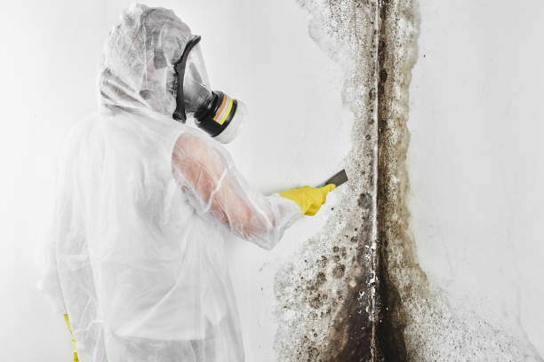 Best Fast Mold Removal  in Clay City, KY