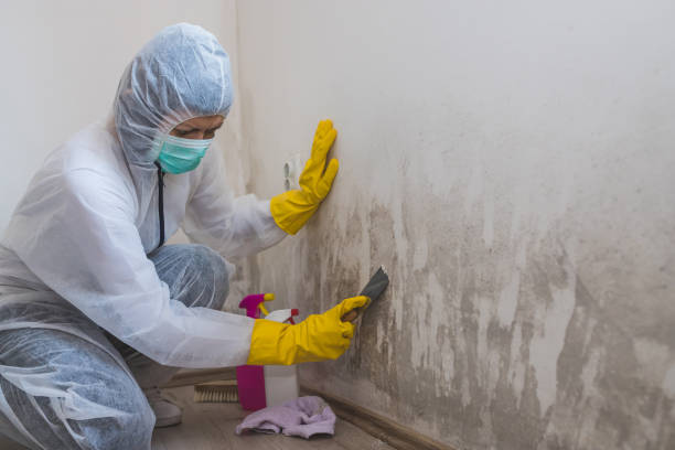 Best Black Mold Removal  in Clay City, KY