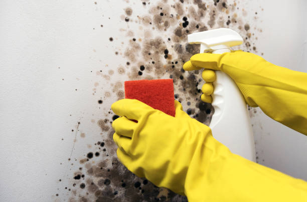 Best Home Mold Removal  in Clay City, KY