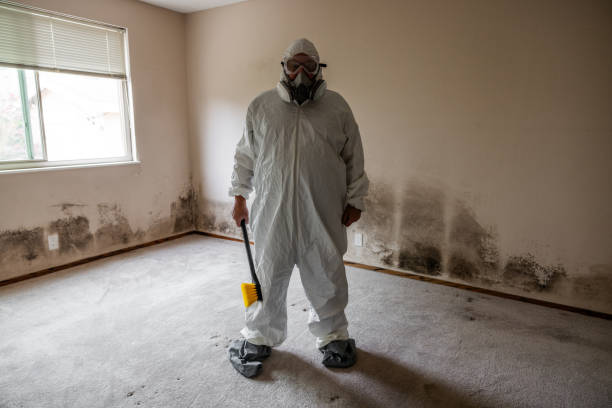 Best Local Mold Removal Service  in Clay City, KY